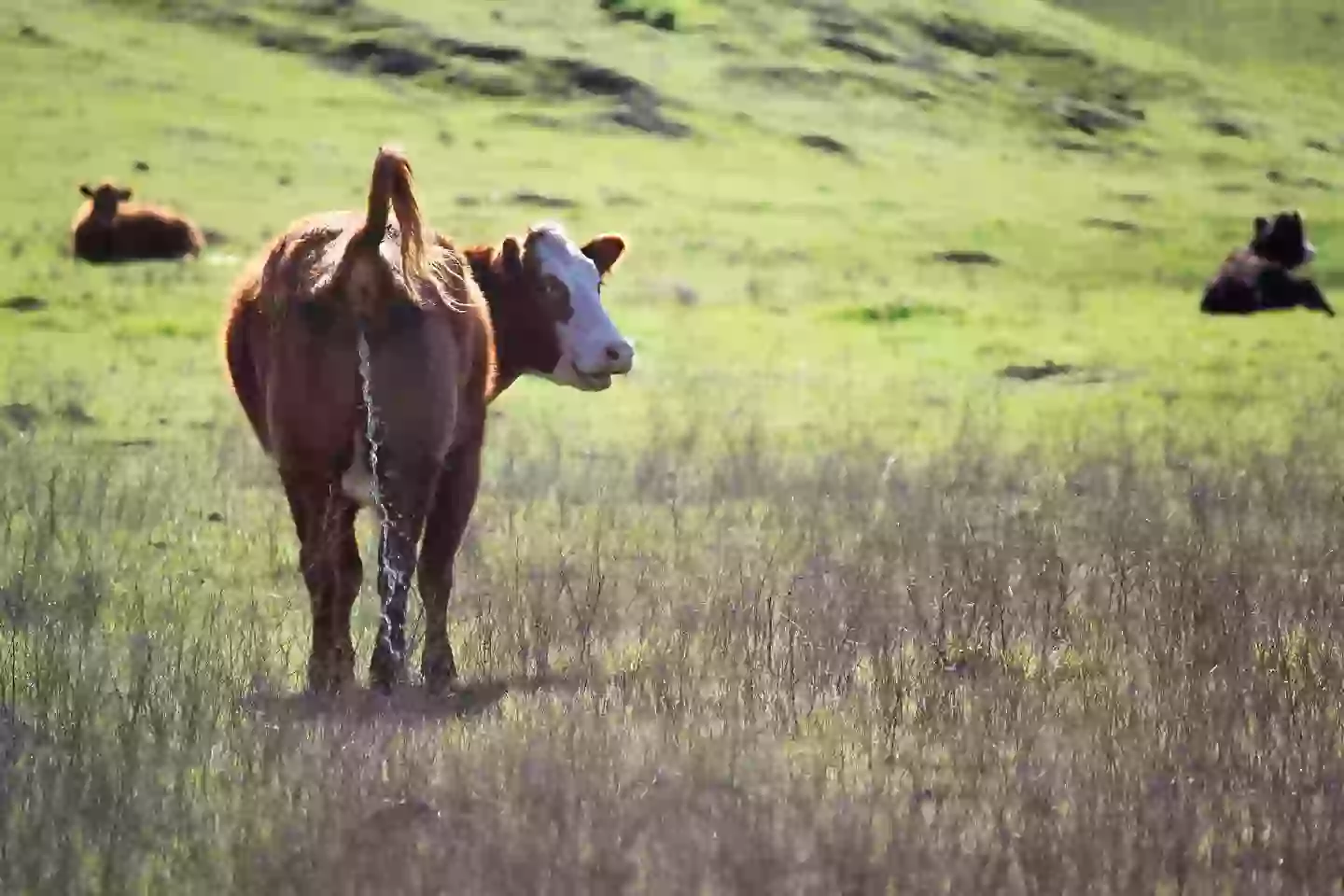 Watching videos of animals urinating definitely didn't look strange out of context (Getty Stock Images)