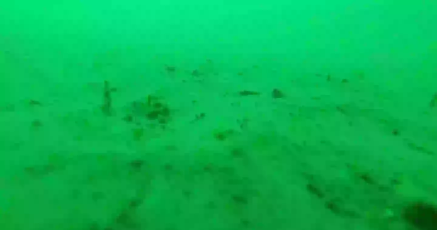 The lack of activity below the surface left a lot of viewers terrified (YouTube/@alexis3030303030)