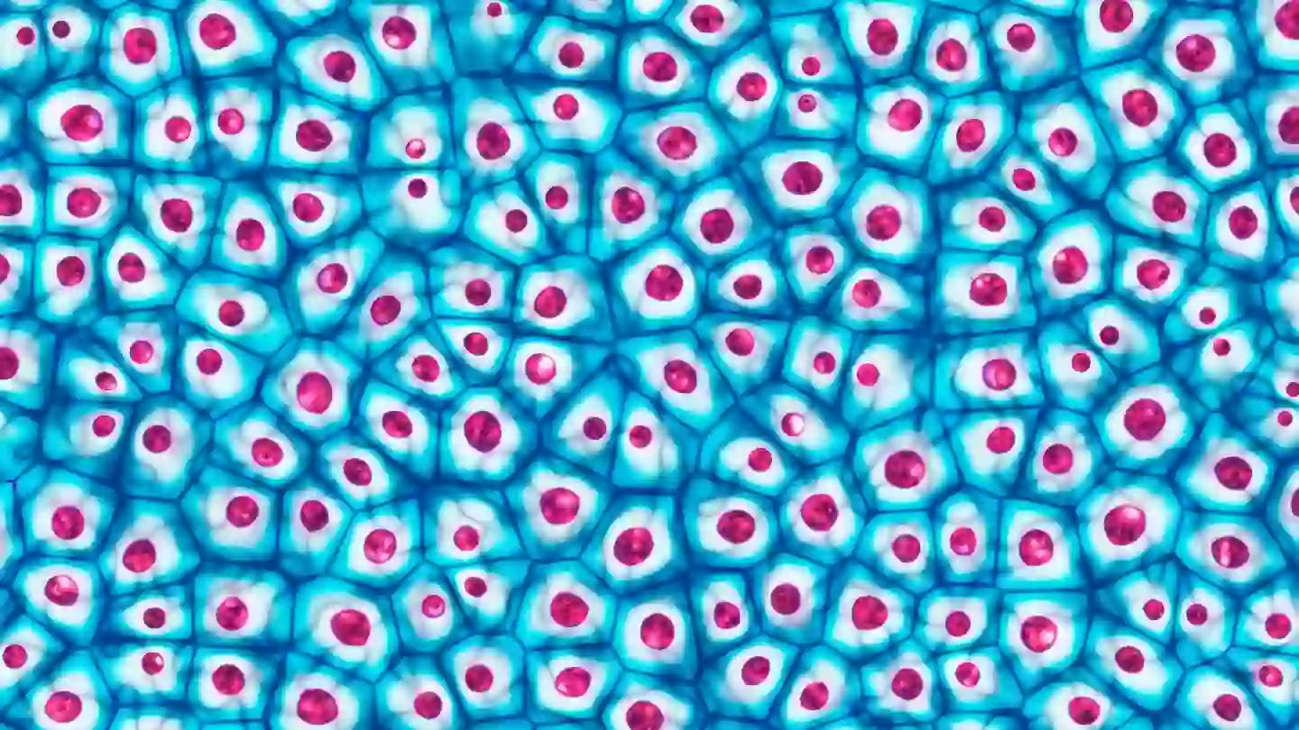 Researchers have discovered that certain cells enter a 'third state' after death, creating multicellular life-forms (Getty Stock Images)