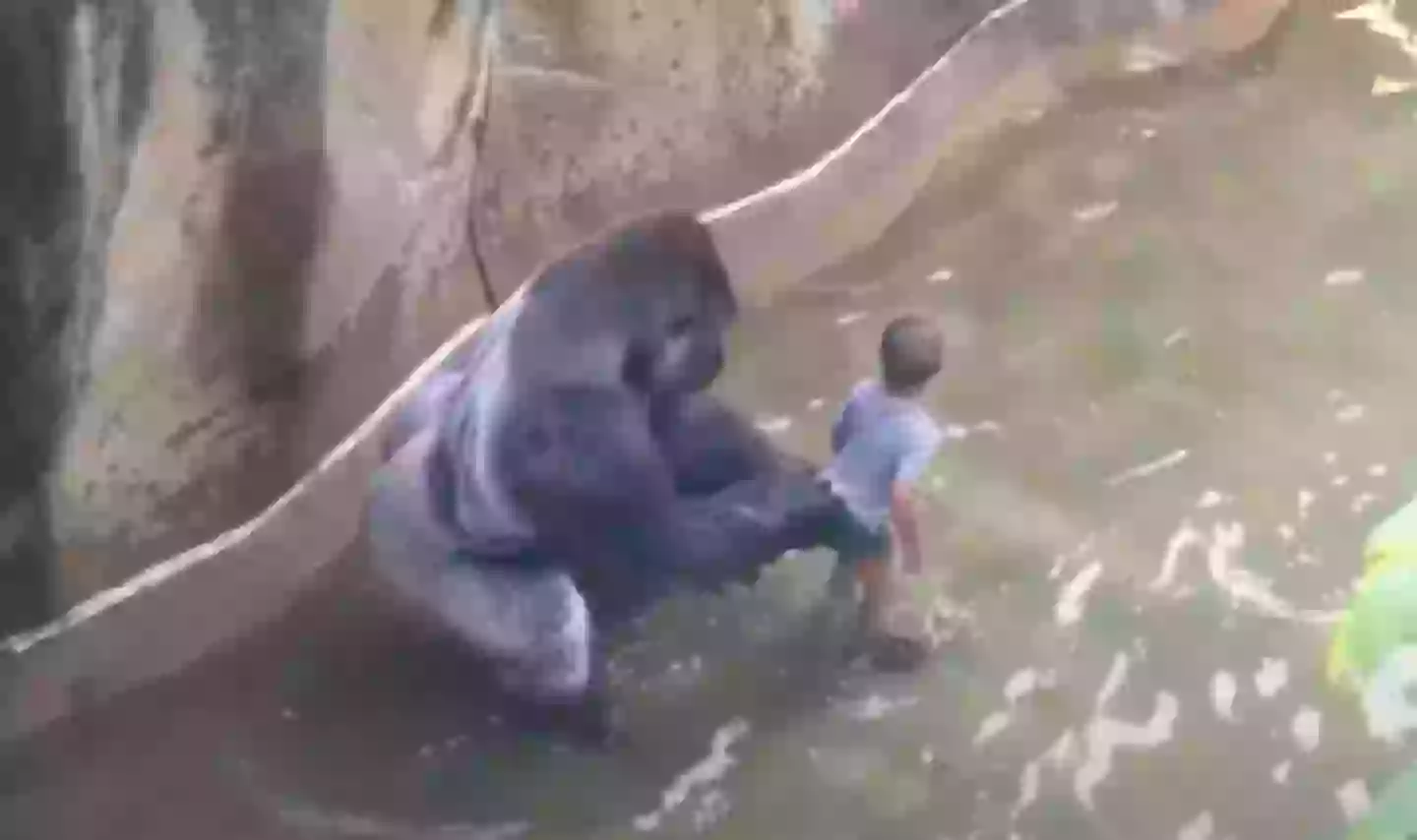 Major Theory About What Harambe Was Going To Do With Child Who Fell In major-theory-about-what-harambe-was-going-to-do-with-child-who-fell-in
