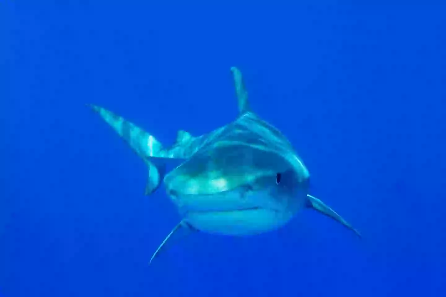 Reports suggest it may have been a bull or tiger shark (Getty Stock Image)