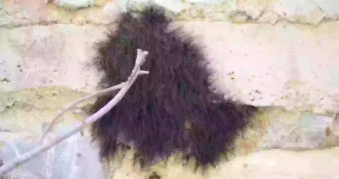 People thought the bloke was merely poking a pile of twigs (YouTube/Pedaling Pictures)