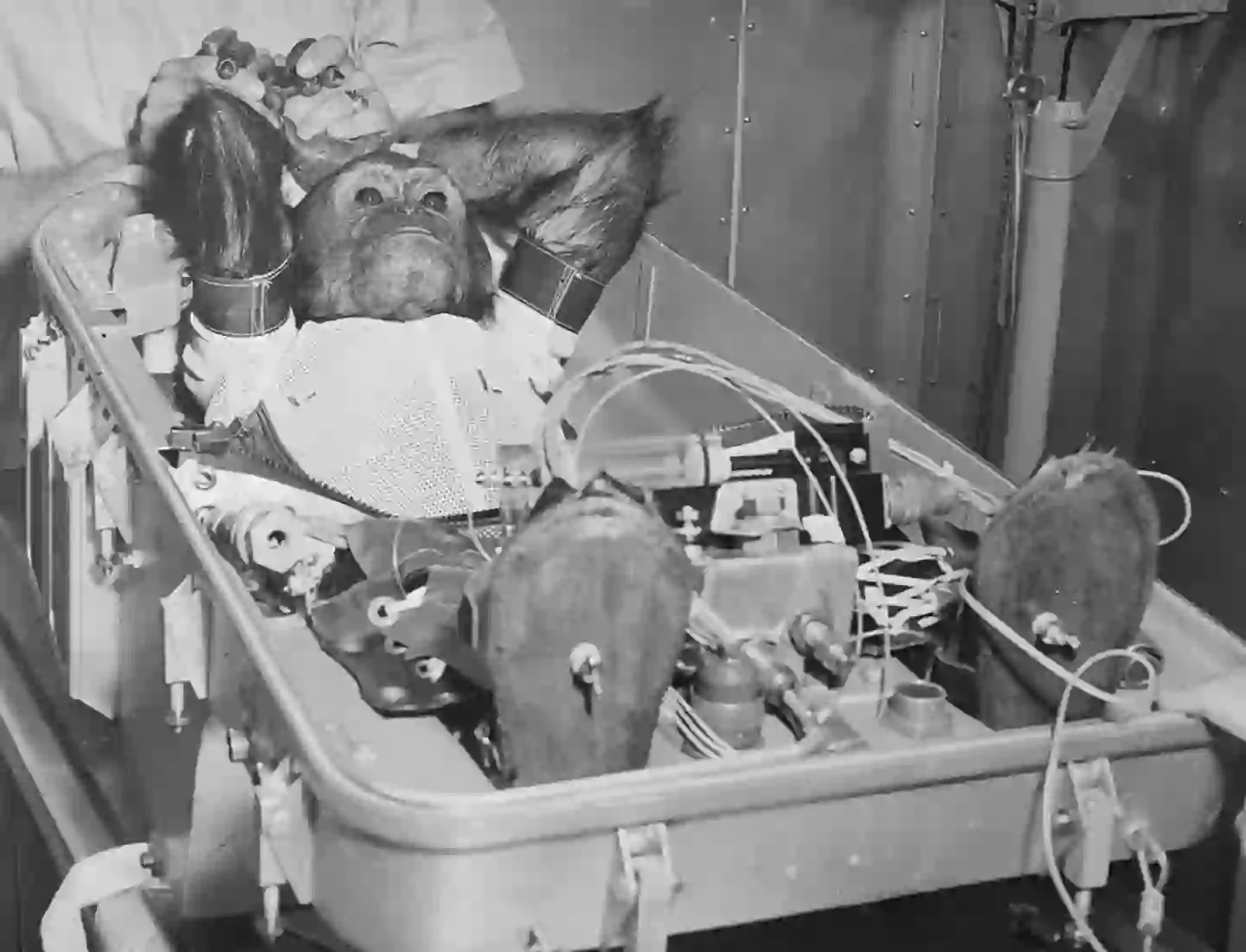 Ham's mission didn't go very smoothly (Bettman/Getty images)