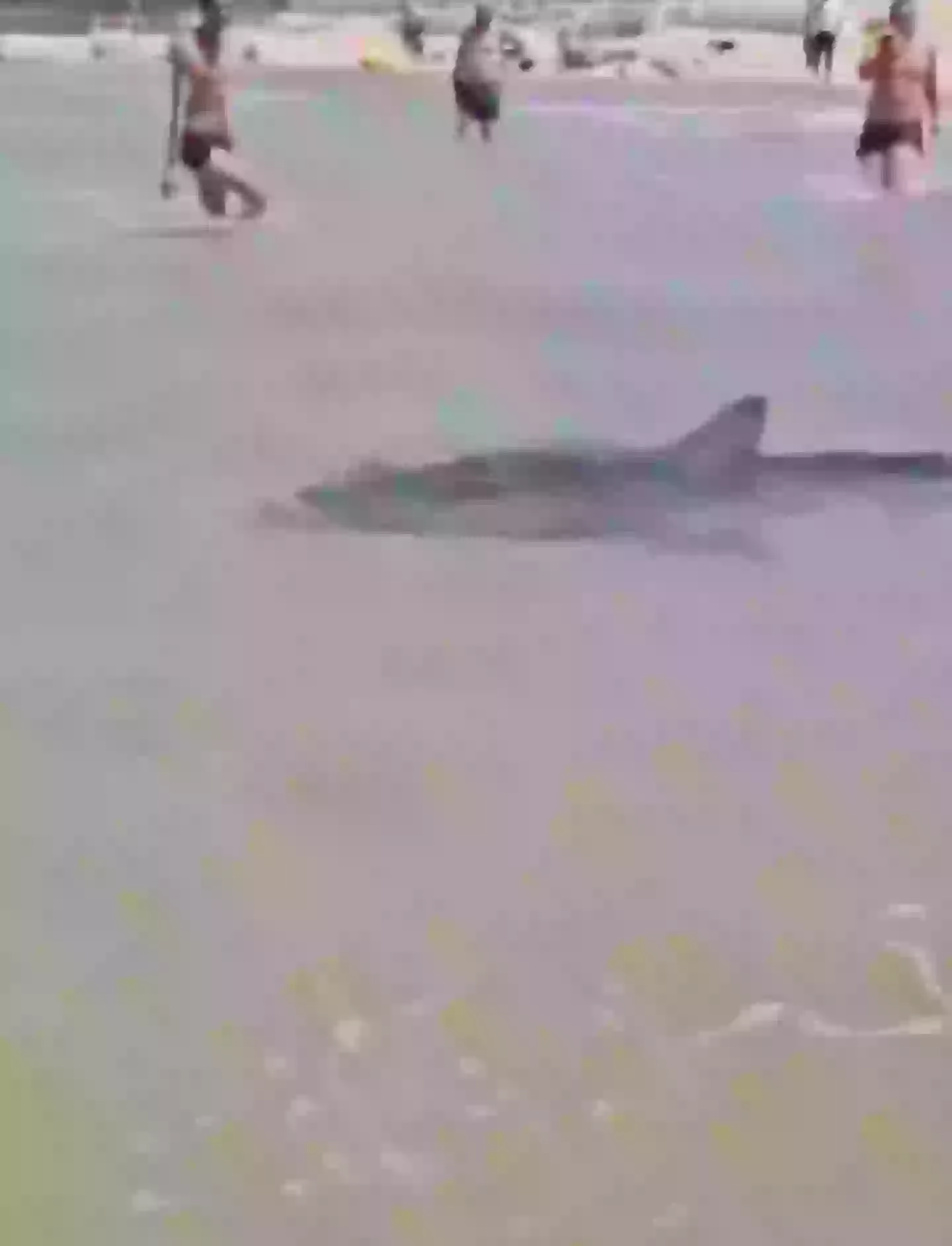 Beach goers simply looked at the swim past (X)