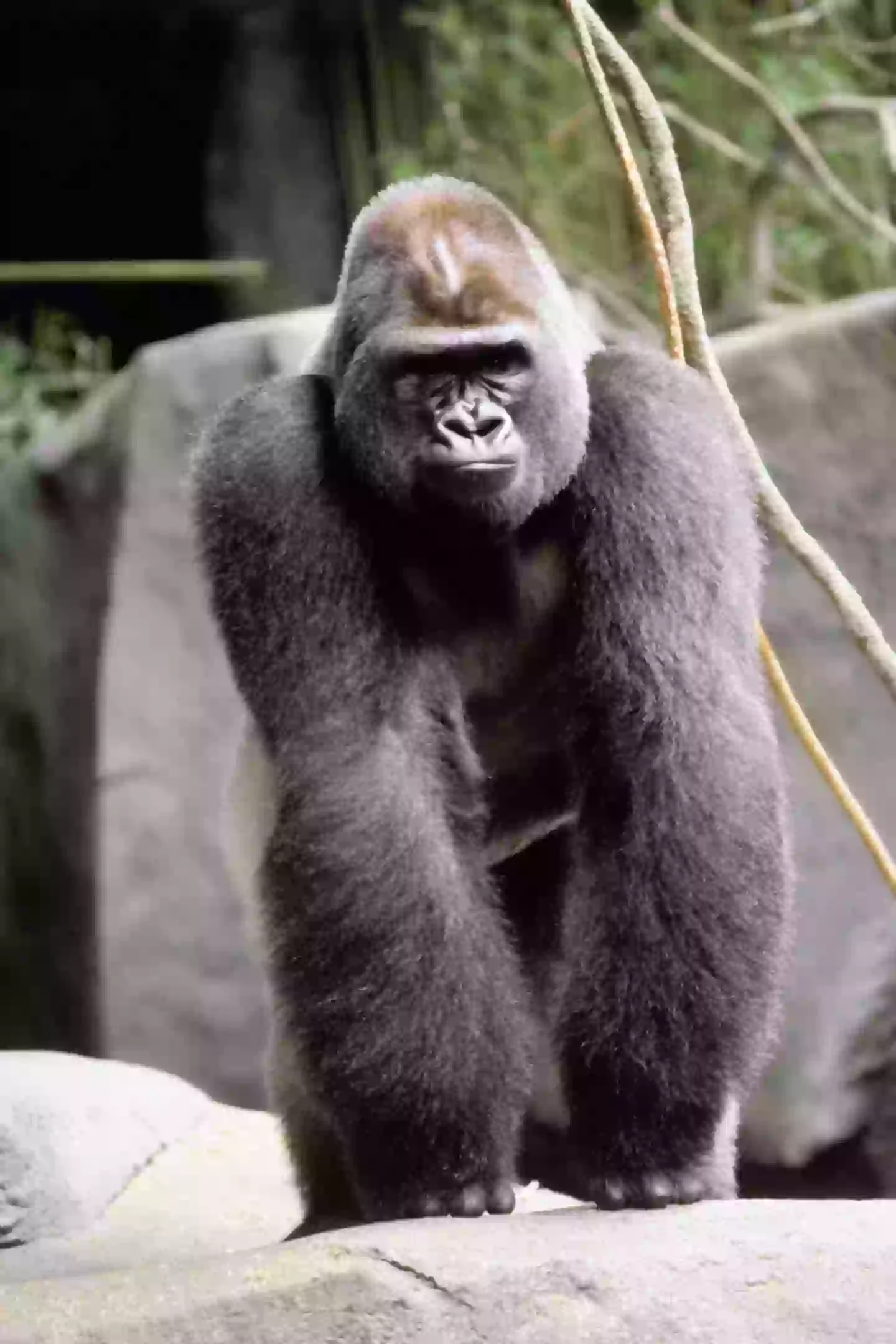 The sheer size and might of the gorilla could cause too much panic (Getty Stock)