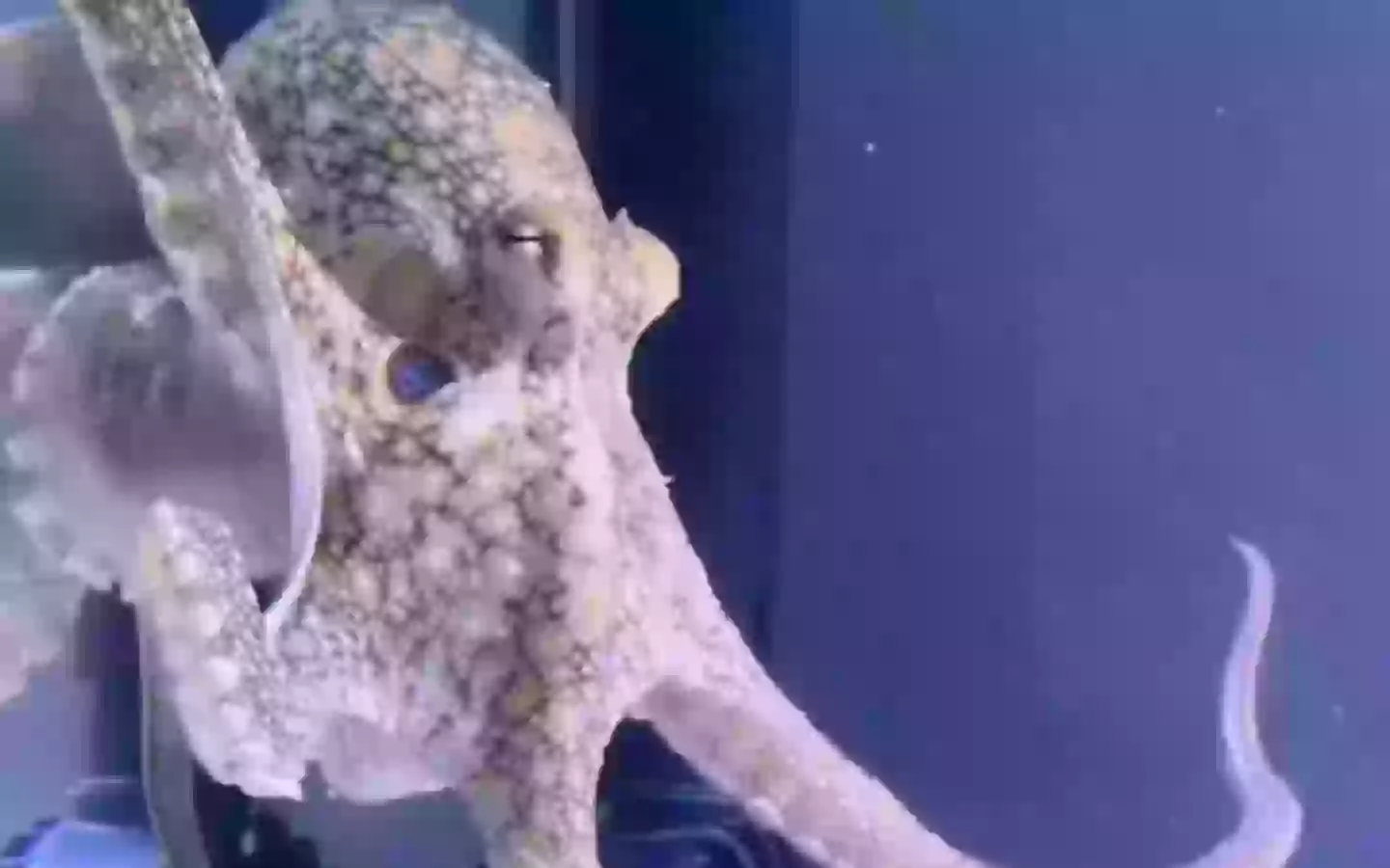 Aaaand here's Terrance! (TikTok/Doctoktopus)