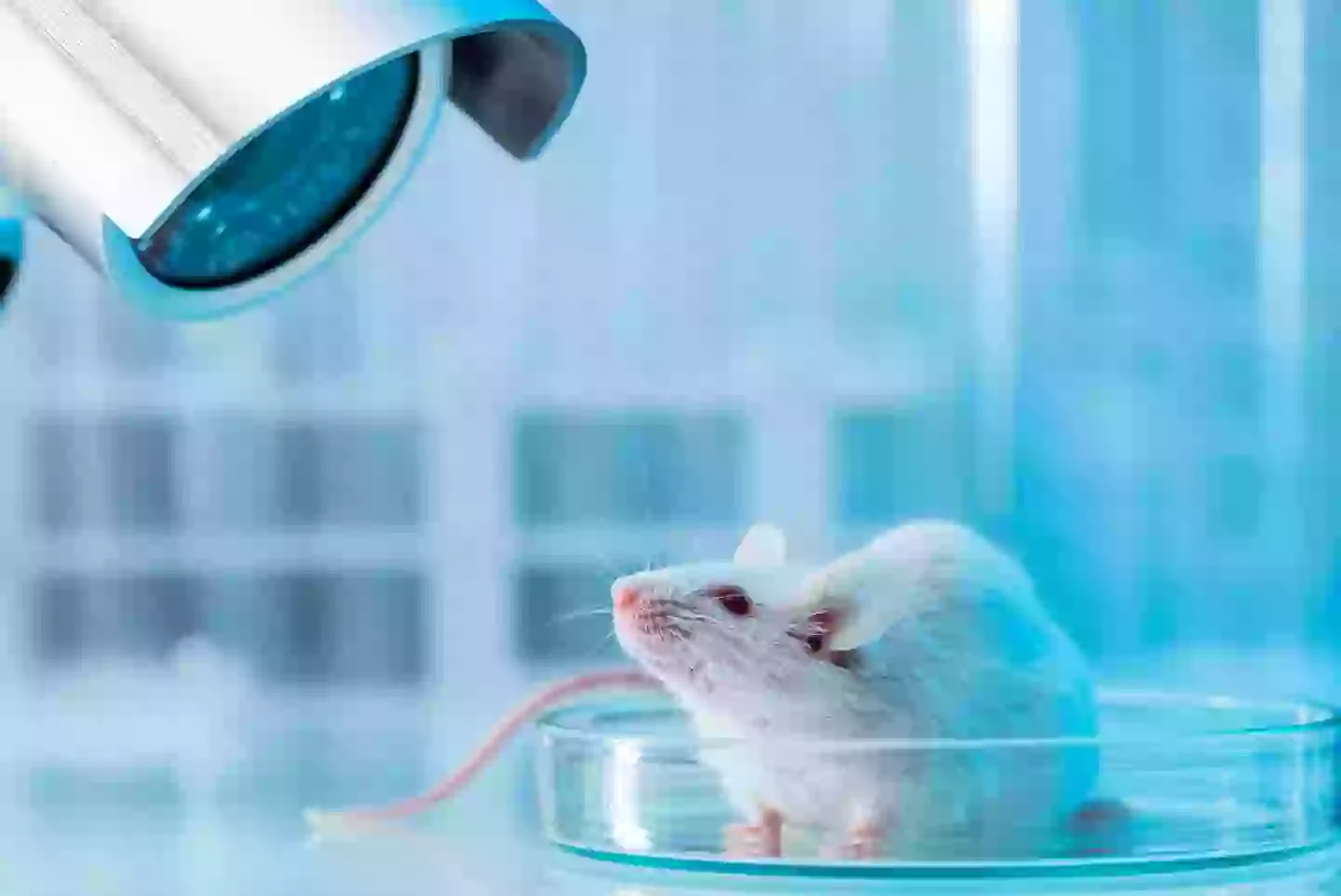 The drugs in combination extend mice's life by up to 30 percent (D-Keine via Getty Images)