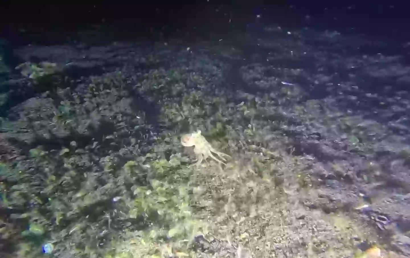 The coconut octopus showed off its bizarre skill (YouTube/barnydillarstone)