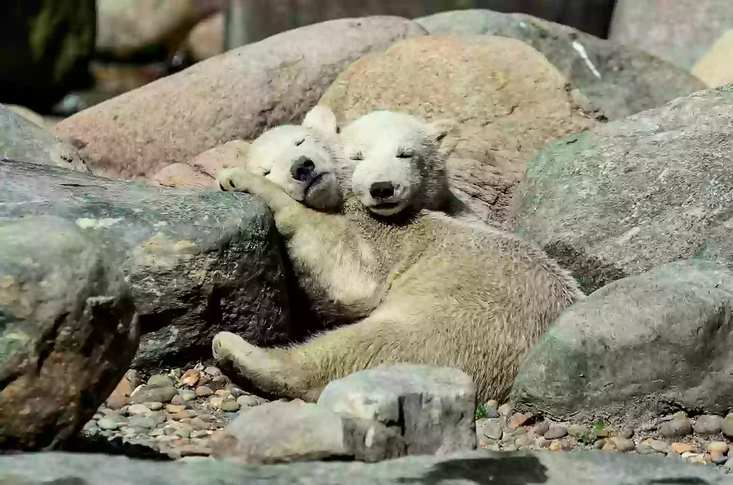 Would you fancy donating a rabbit or chicken to their meal? (HENNING BAGGER/Ritzau Scanpix/AFP via Getty Images)