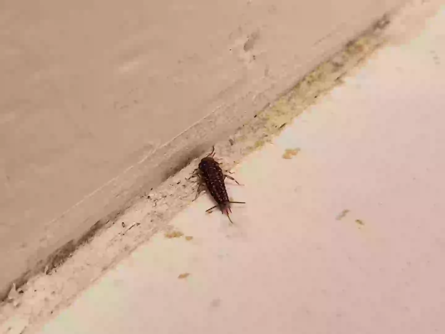 Silverfish live where moisture builds. (Smith Collection/Gado/Getty Images)