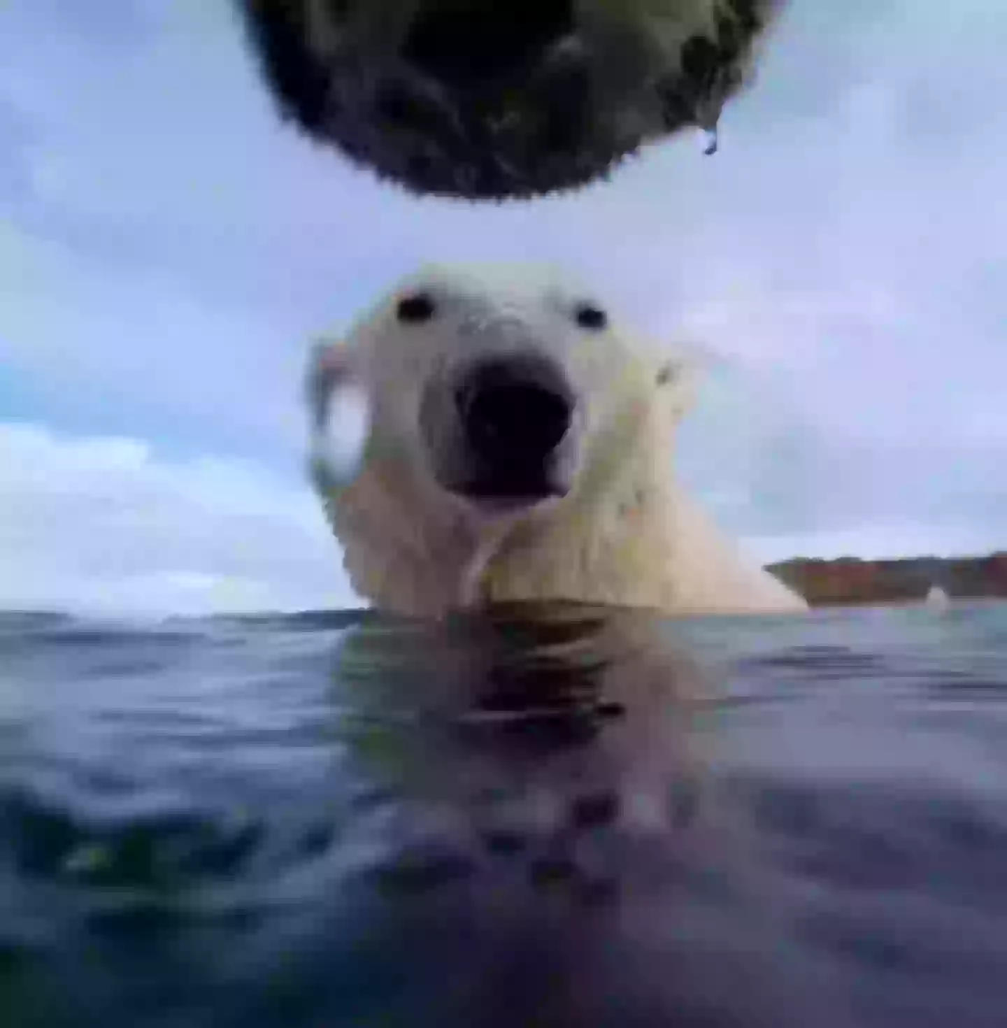Polar bears have been found to behave a lot like dogs (USGS/Washington State University)