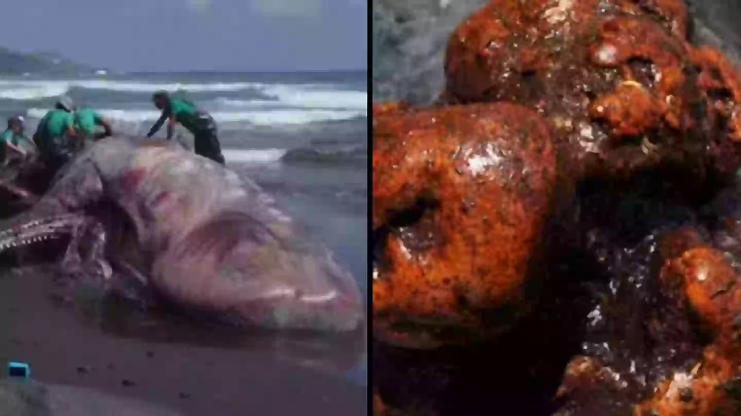 Universidad de Las Palmas de Gran Canaria