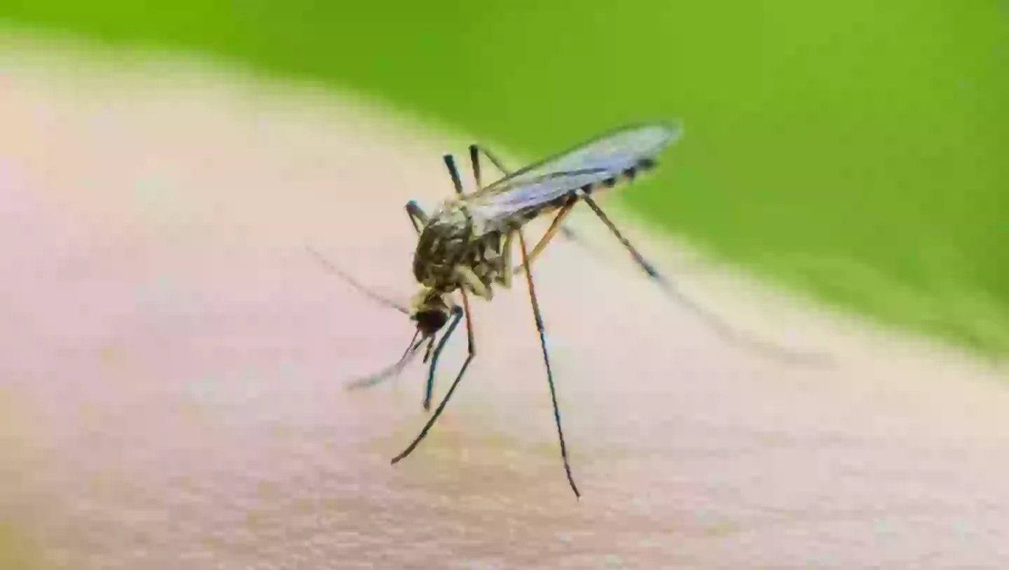 Female mosquitos are said to be spreading the illness (iiievgeniy/Getty stock photo)