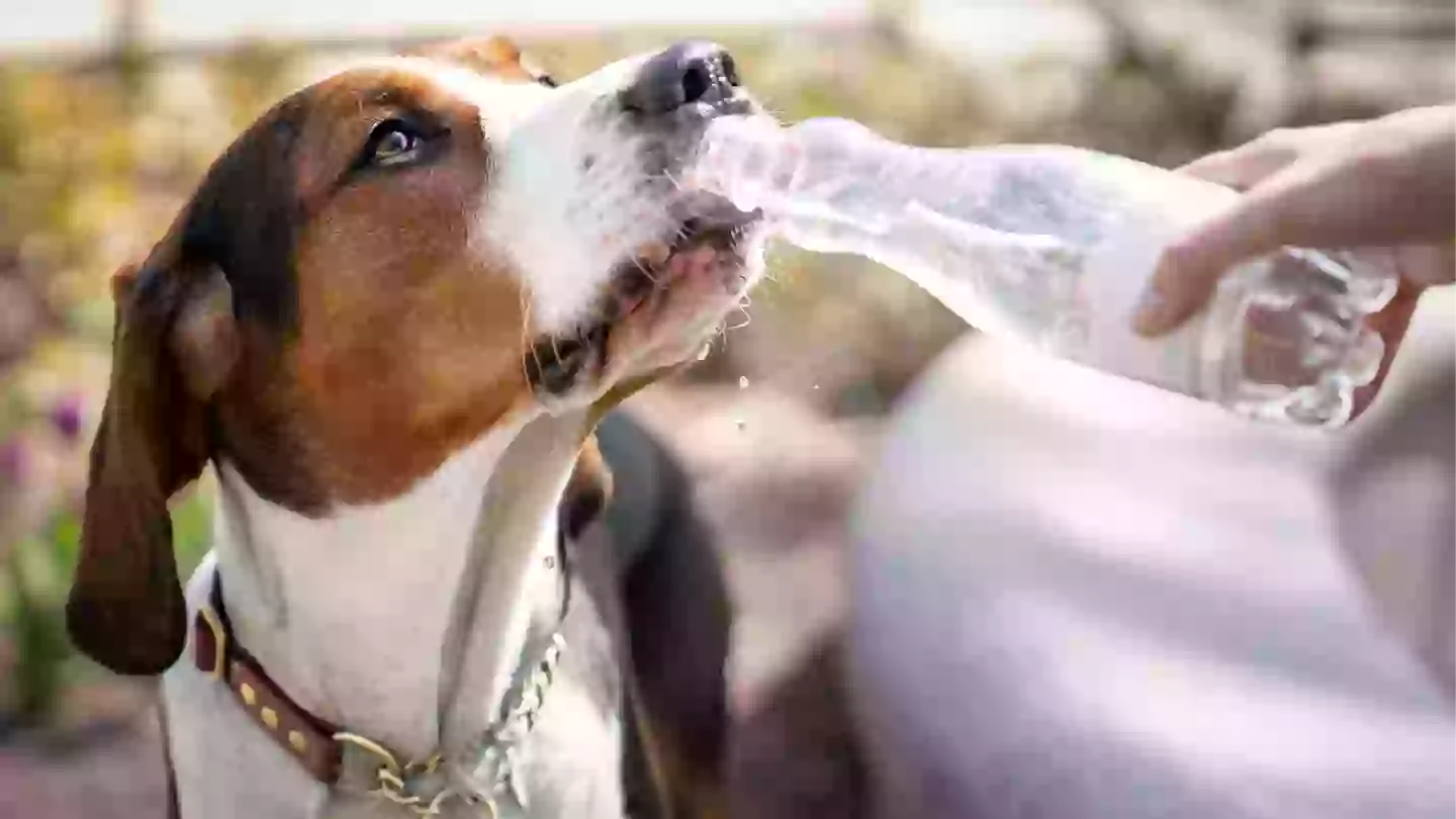 Pavement test all pet owners should do before walking their dog as UK set to reach 28 degrees this week