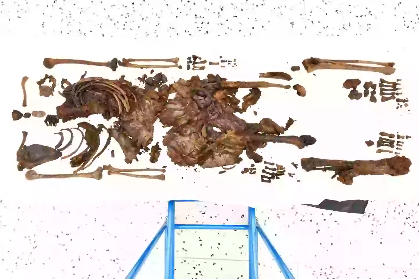 Archaeologists find 2,000-year-old body of a woman without a head and think they know disturbing reason why it’s missing 2 The remains after being recovered (PSNI)