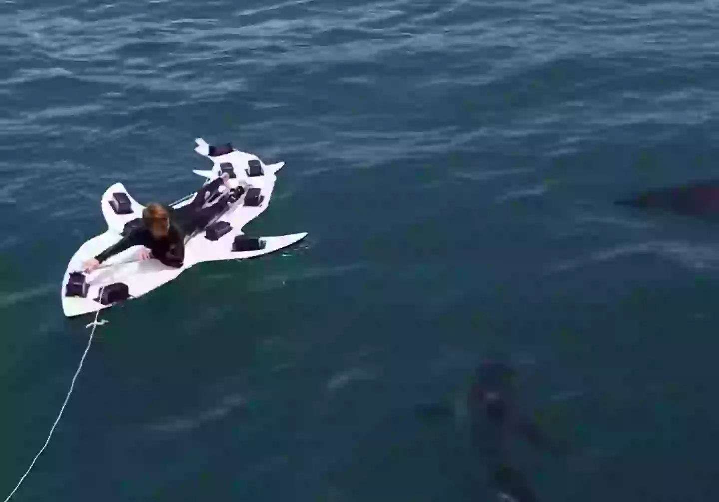 "Go swimming with sharks, they said. It'll be fun, they said."