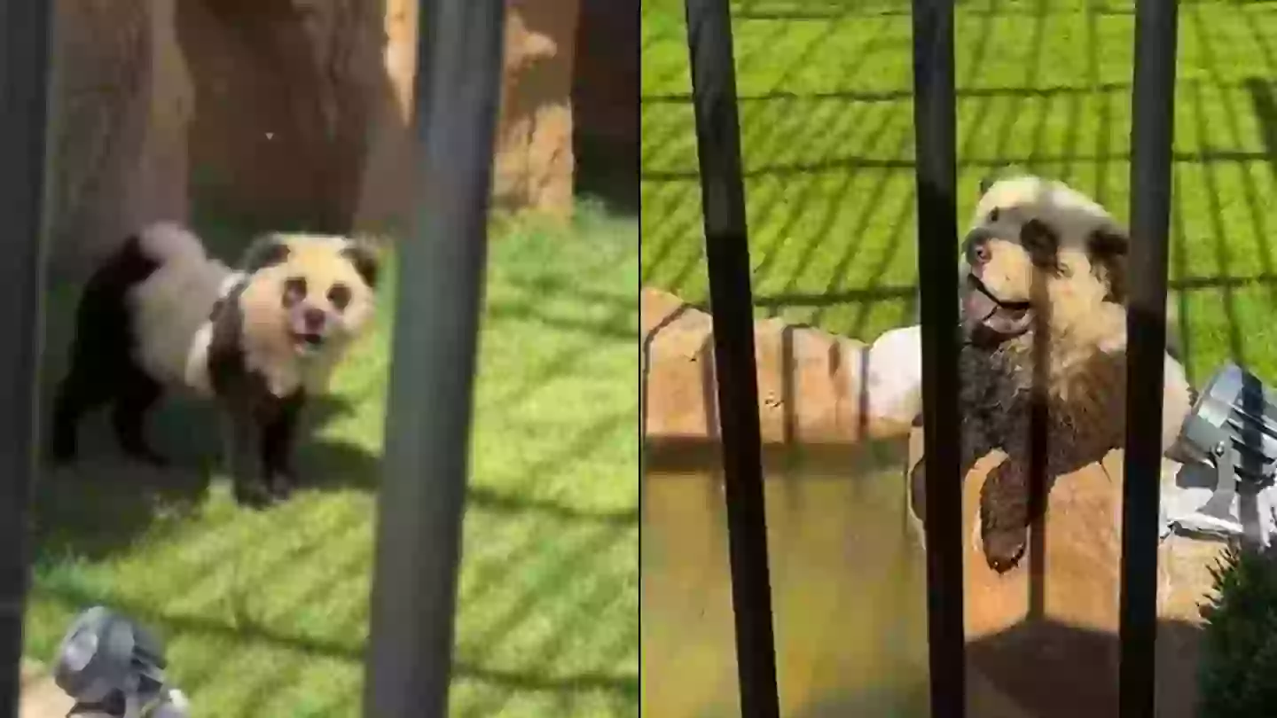 Zoo slammed after visitors realised ‘pandas’ weren’t what they thought when they started making noise