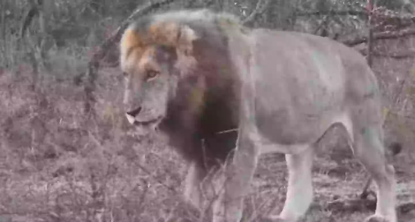Blondie the lion was shot dead by trophy hunters at the end of June (YouTube/CS-WildCAM)