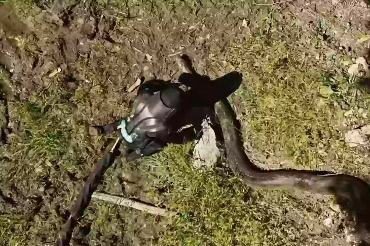 Exploding Snakes Man who tried to get eaten alive by snake recalls moment he was ‘inches ...