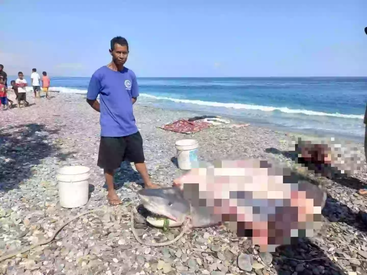 A fisherman caught a shark and found human remains inside it, leading to fears that it ate the 68-year-old. (Asia Pacific Press via Viral Press)