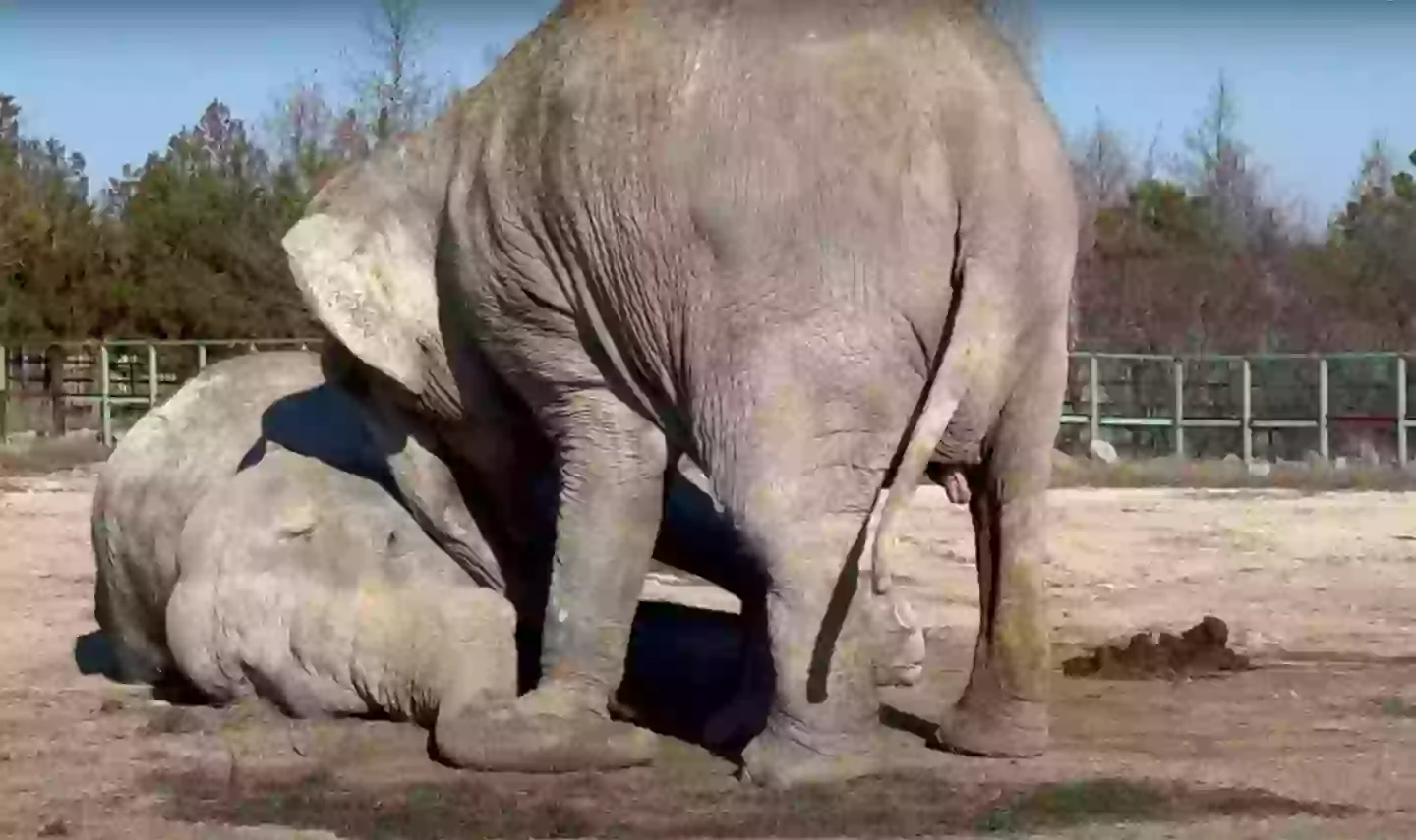 Heartbreaking moment elephant tries to wake her inseparable partner of over 25 years after she dies - Animals - LADbible