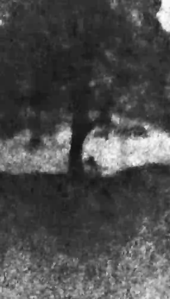 Footage of the felling was retrieved from one of the defendant's mobile devices (PA/Crown Prosecution Service)