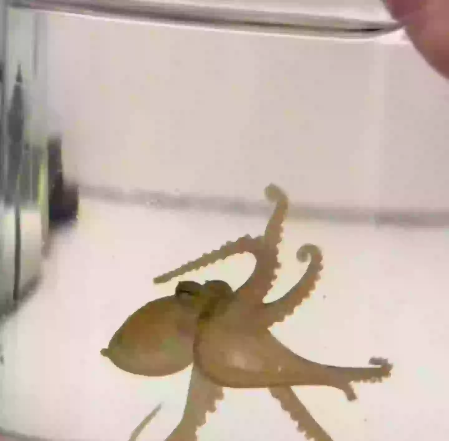 A recent glimpse at one of Terrance's babies (TikTok/Doctoktopus)