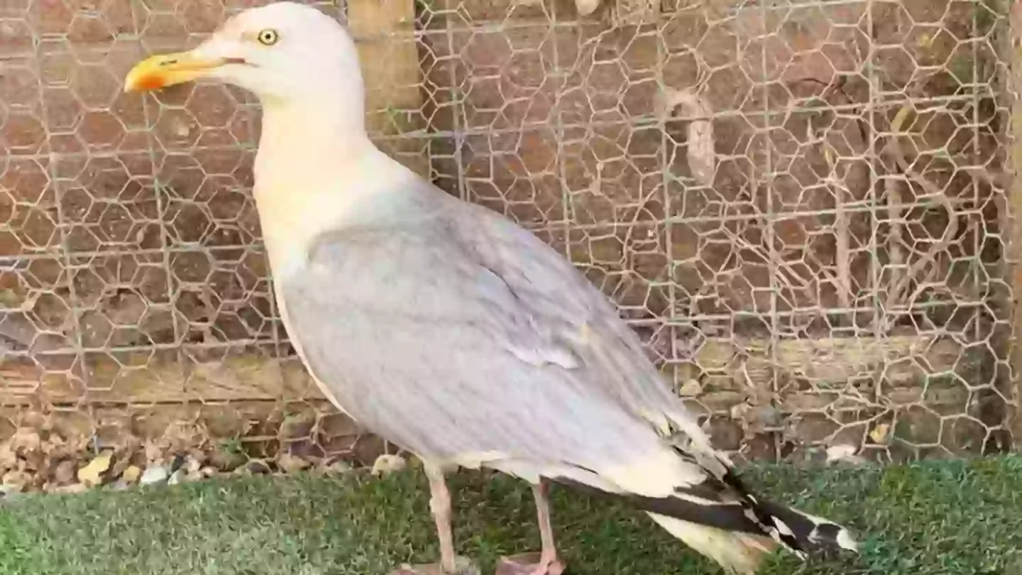 Vinny without a curry-coloured tan (Tiggywinkles)