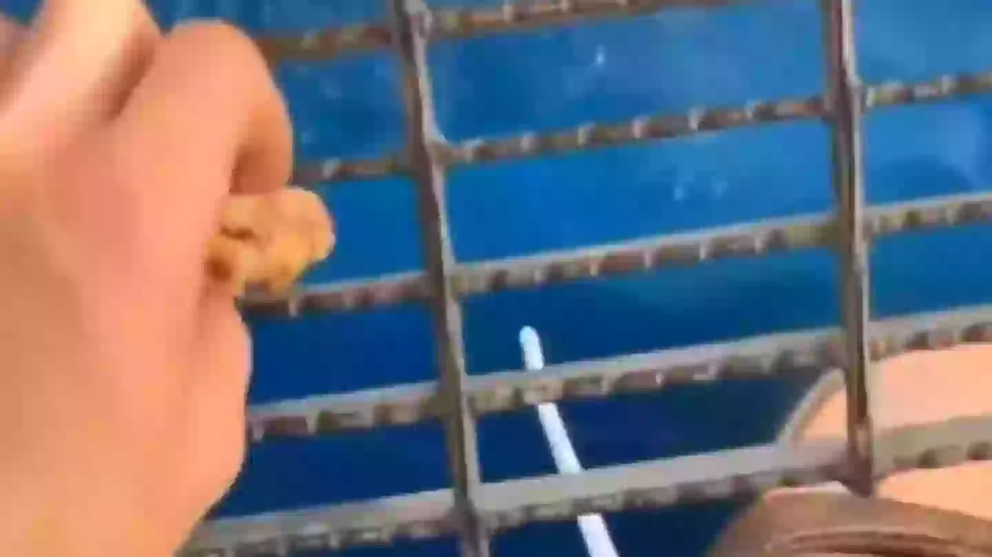 People vow to 'never go in ocean again' after seeing what happened when man dropped food off oil rig into sea