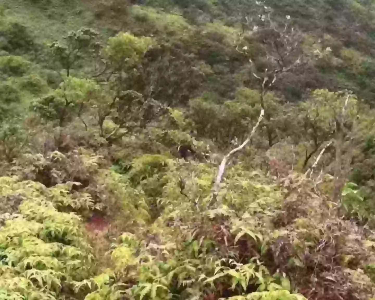 This mystery figure was in one of the last photos he sent (Crime Stoppers Honolulu)