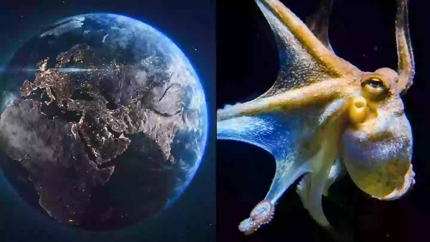 Scientist predicts octopuses would takeover the world if humans died out