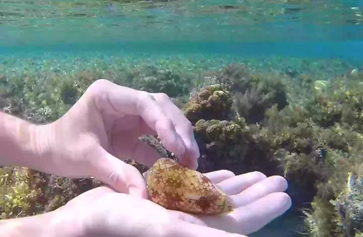 Frank was unknowingly handling a seriously dangerous sea creature (Reddit)