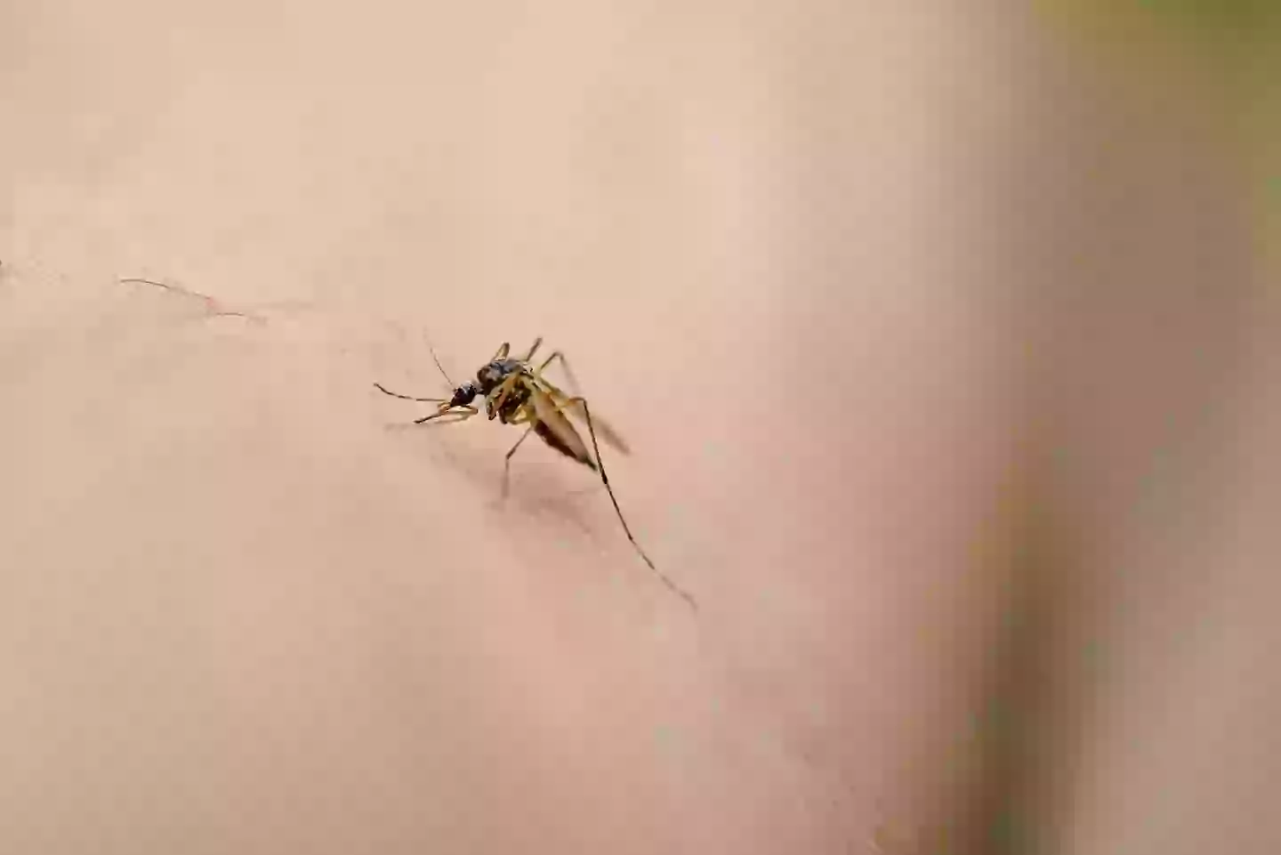 The viral illness is spread by mosquito bites (Getty Stock Images)