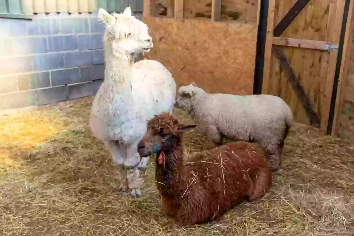 Farmers fear alpaca killer could strike again after shooter with 'telescopic sight and silencer' caused 'bloodbath' 1 Dawn said the aftermath looked like a murder scene (BAV Media)