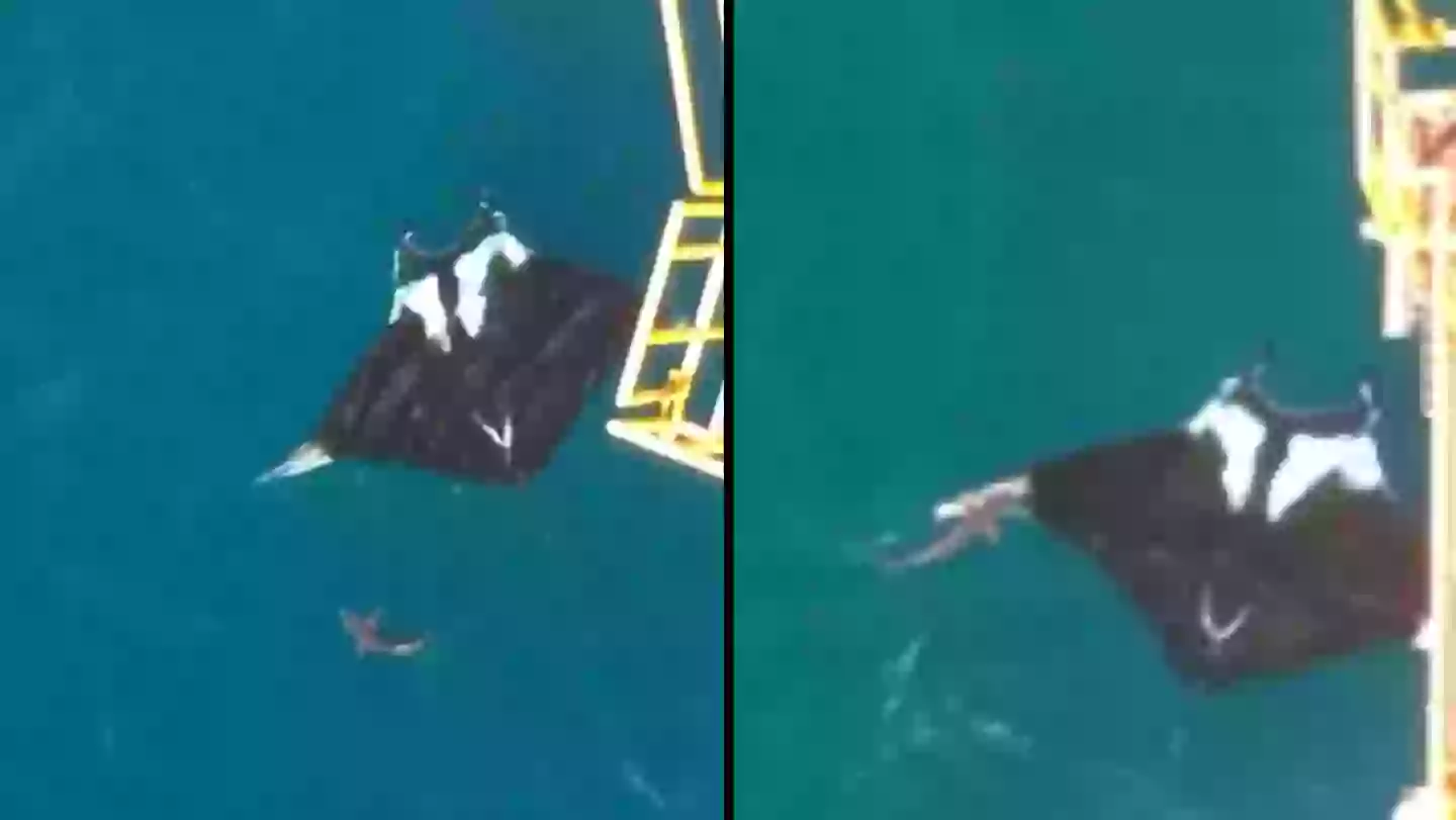 Shark seen next to manta ray shows sheer scale of sea creature spotted off coast