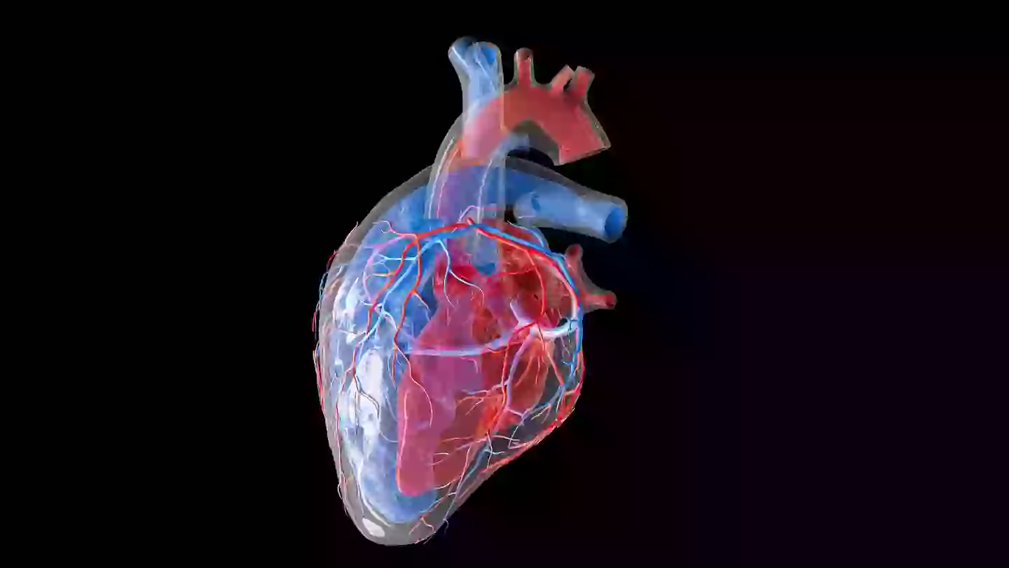 Scientists believe the presence of a protein within the aorta could be contributing towards accelerated ageing (Getty Stock)