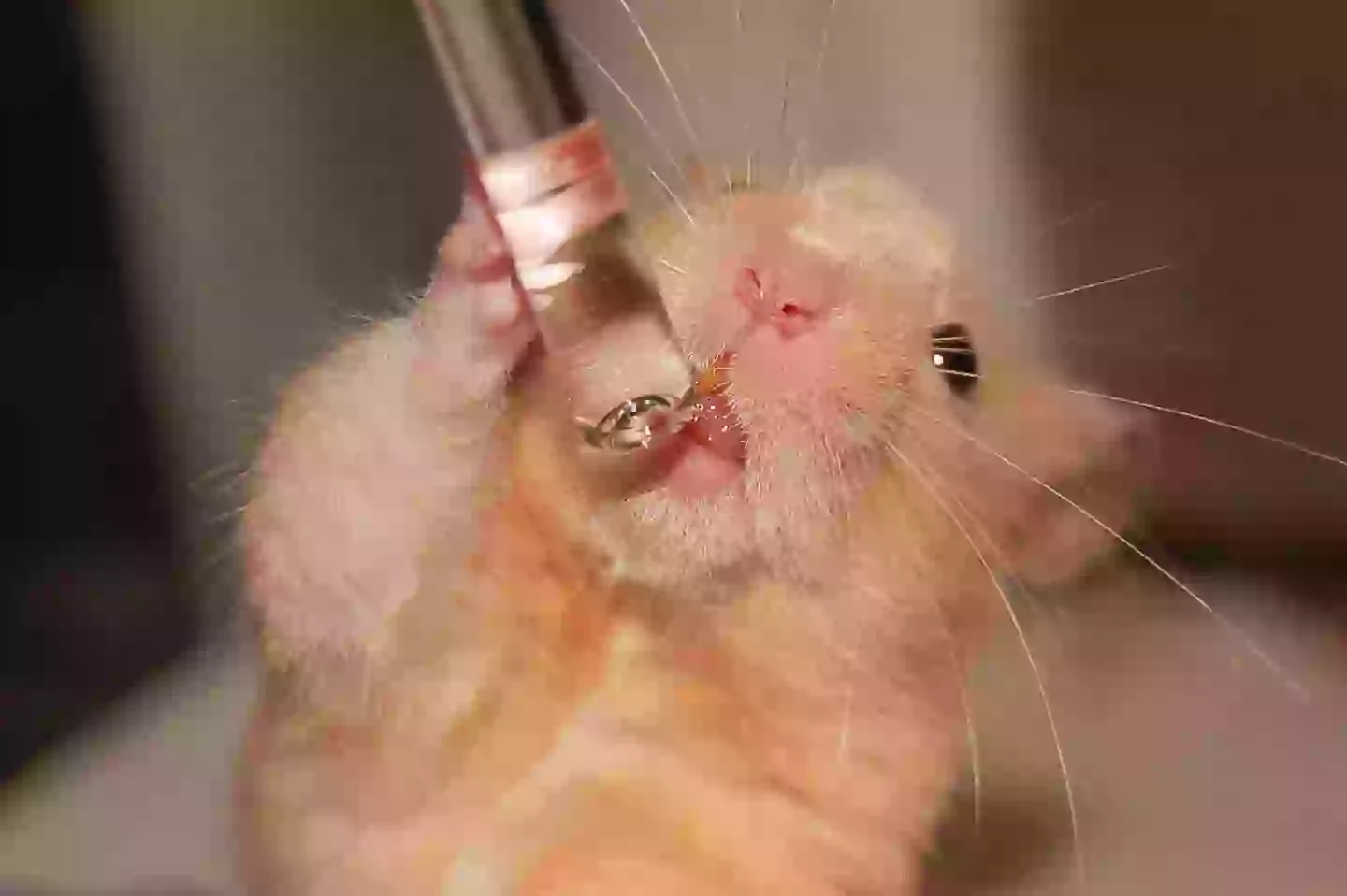 I am truly sorry for putting this image in your head (Getty Stock)