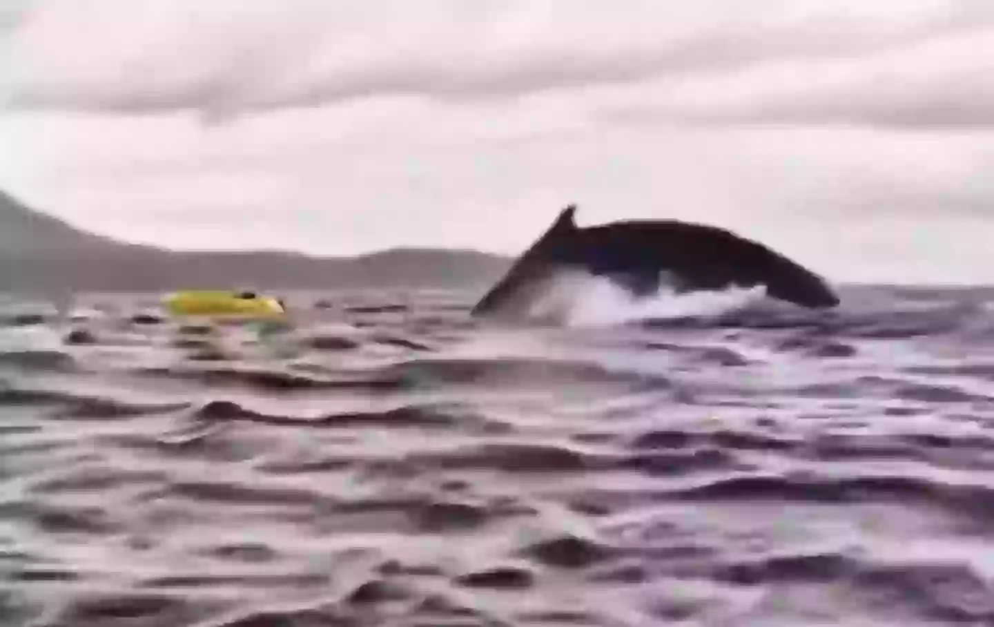 Despite the encounter the father and son's enthusiasm for kayaking in the sea remains undimmed (Dell Simancas)