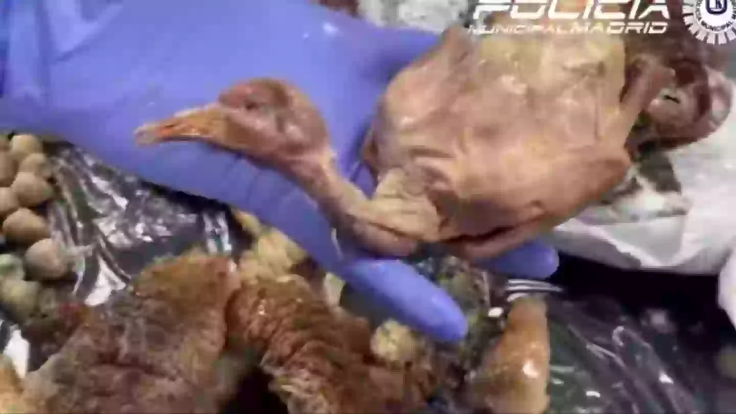 Customers left 'vomiting' after eating at Chinese restaurant closed down when 'roasted duck' found to be street pigeon