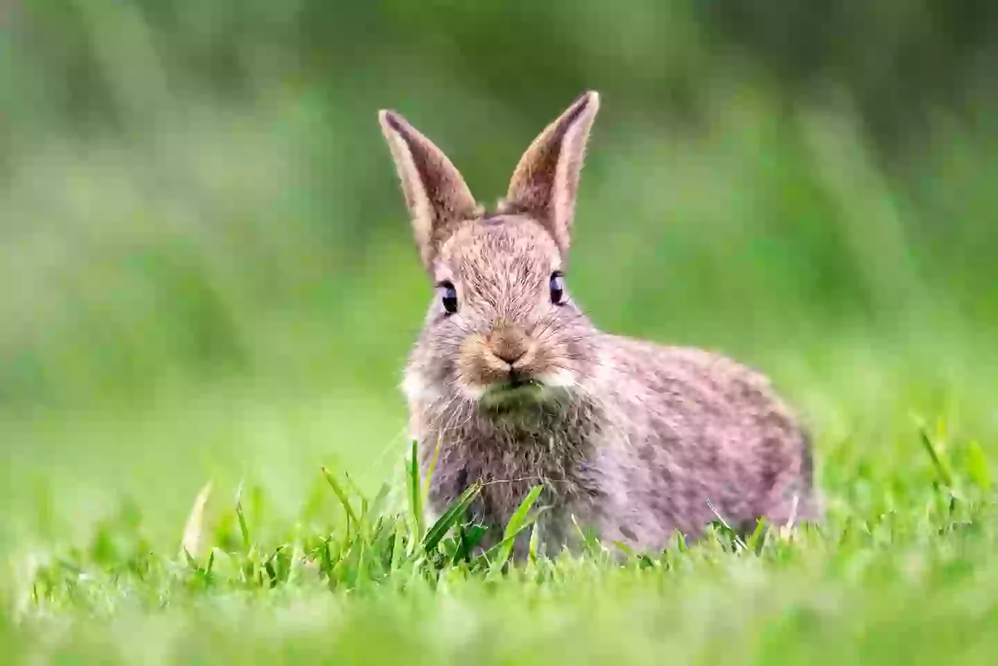 What happened to nine-month-old from one of the 'most unethical psychological experiments ever' 2 They also used a rabbit, monkey, and dog as part of the initial experiment (Getty Stock Image)
