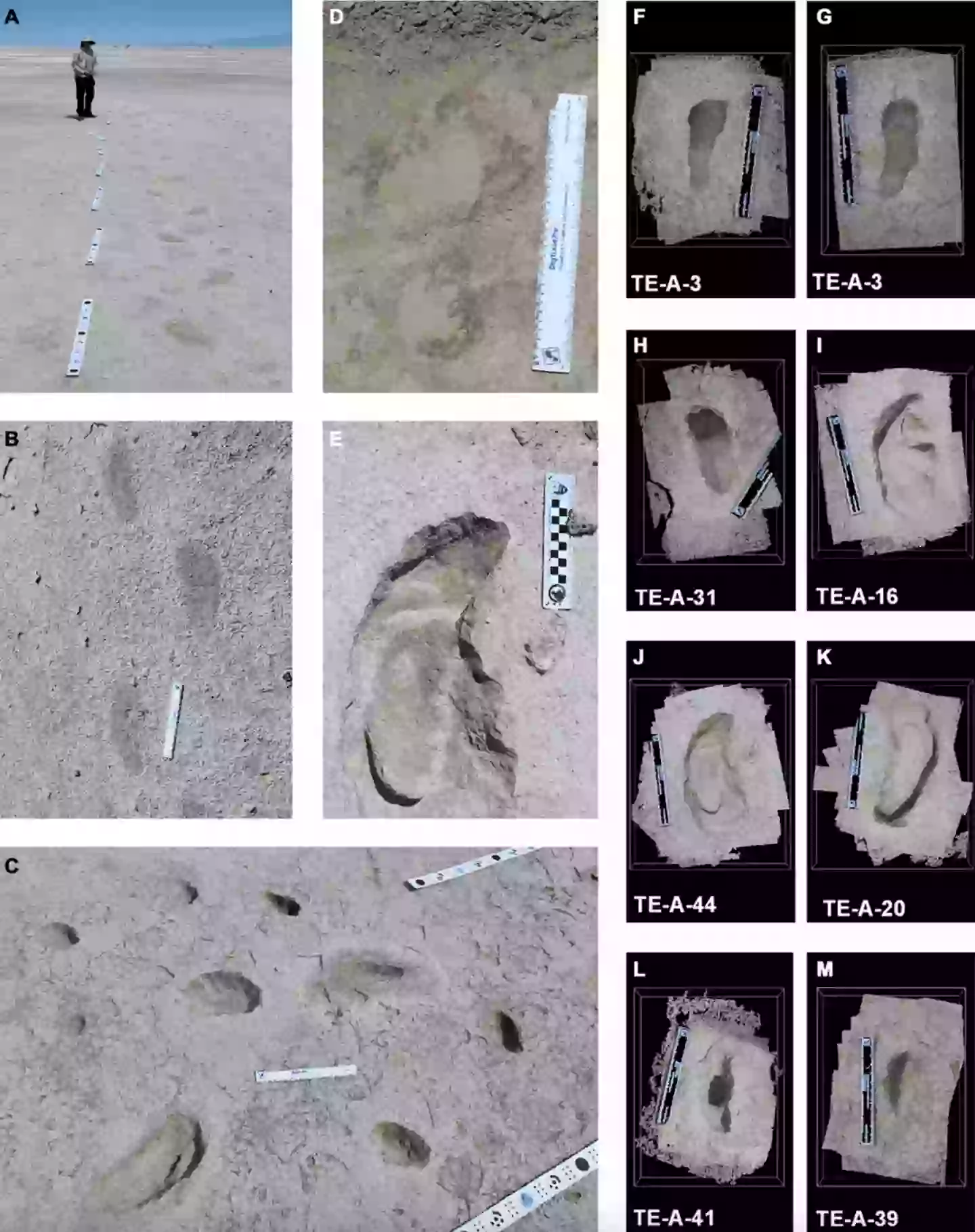 It was suggested that humans may even have hunted the sloths (Science Advances)