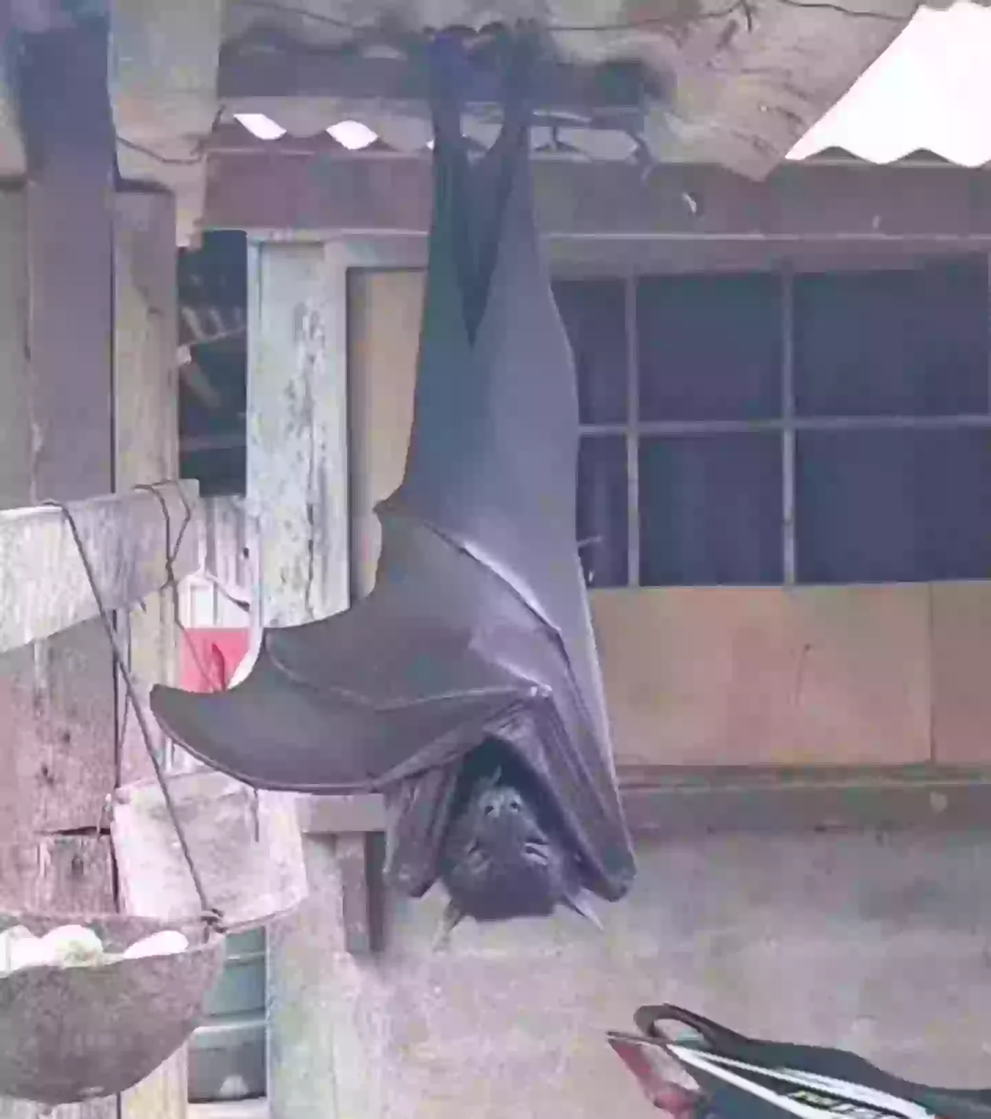 The large bat looks pretty big, and has a wingspan as wide as some people are tall (X/@AlexJoestar622)