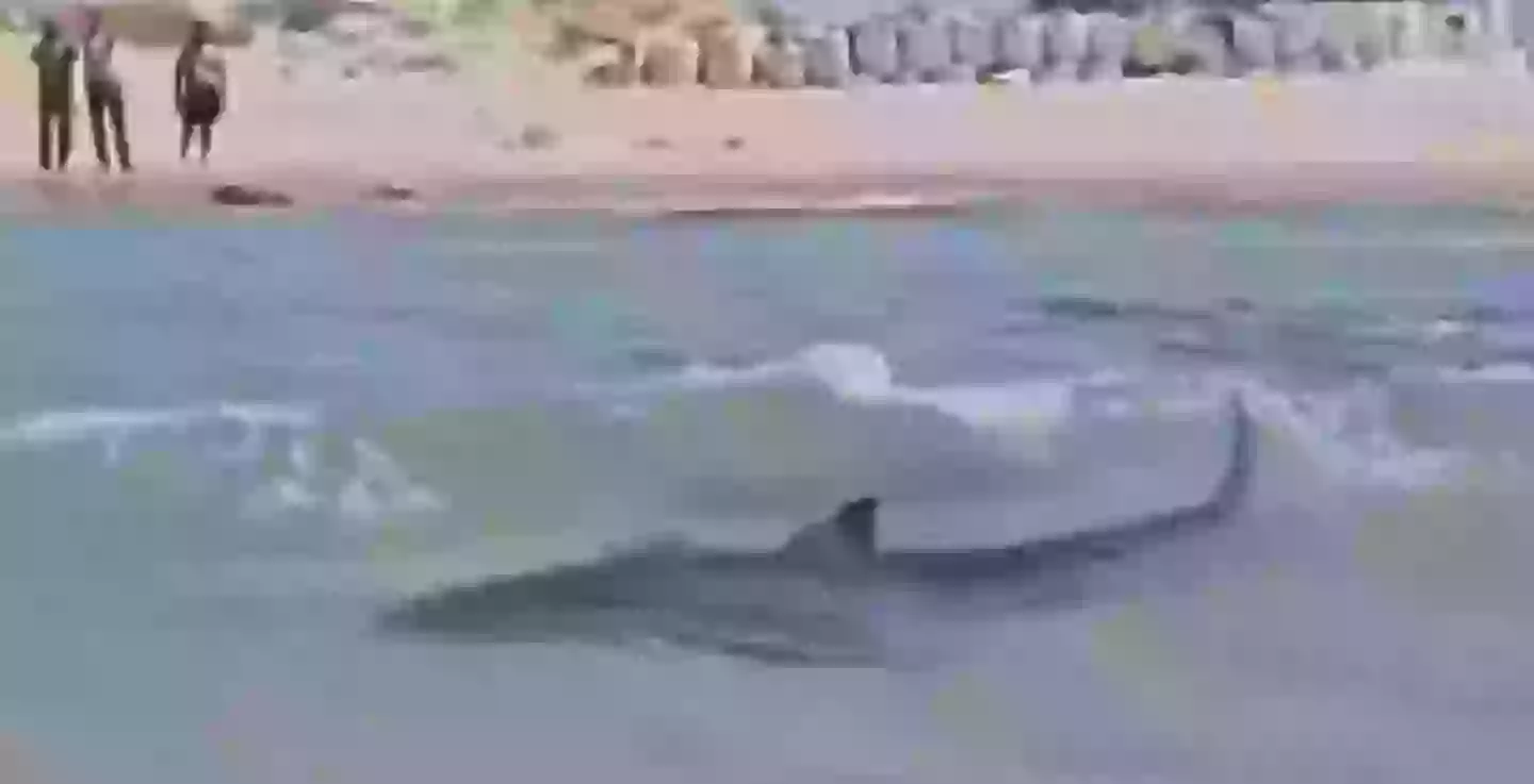 The shark would go on to attack and kill a man (X)