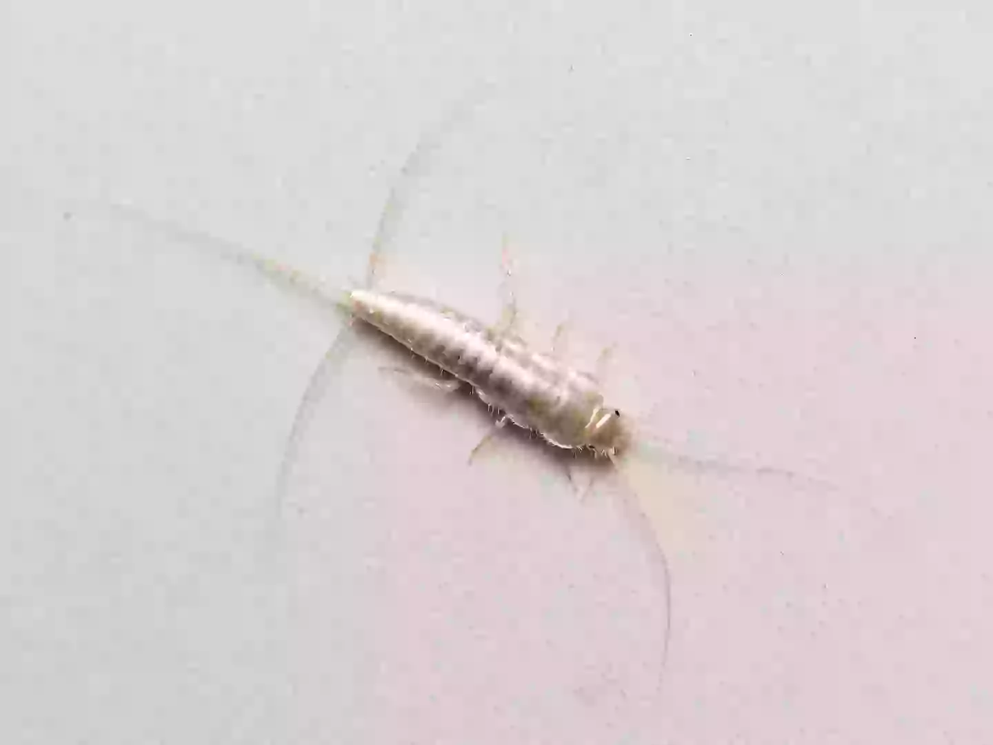 Silverfish could pose a costly problem. (Getty stock image)