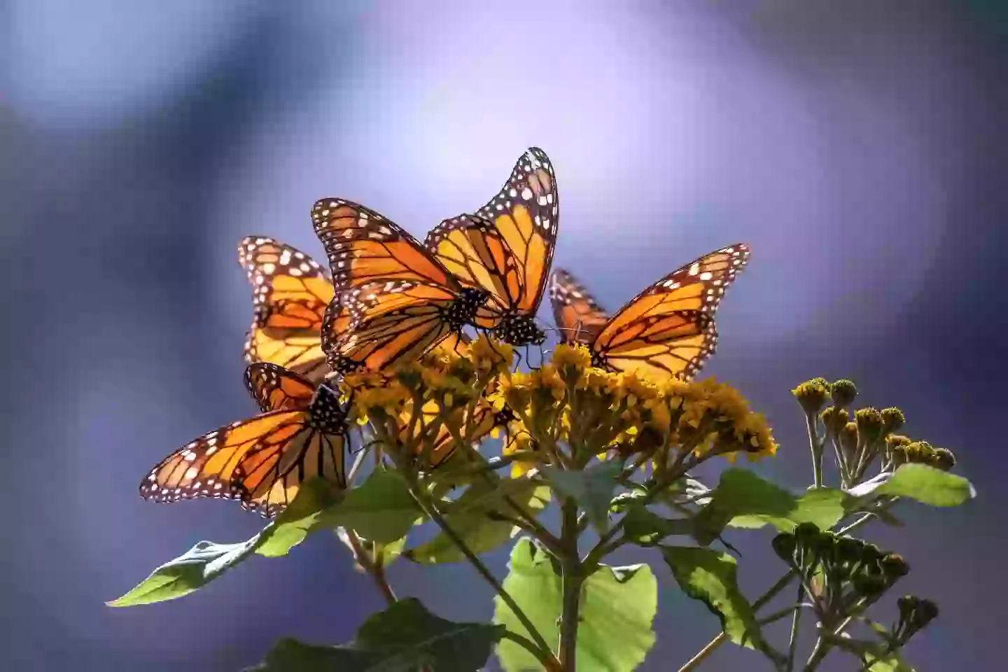 Police are investigating if it was part of a challenge (Getty Stock)