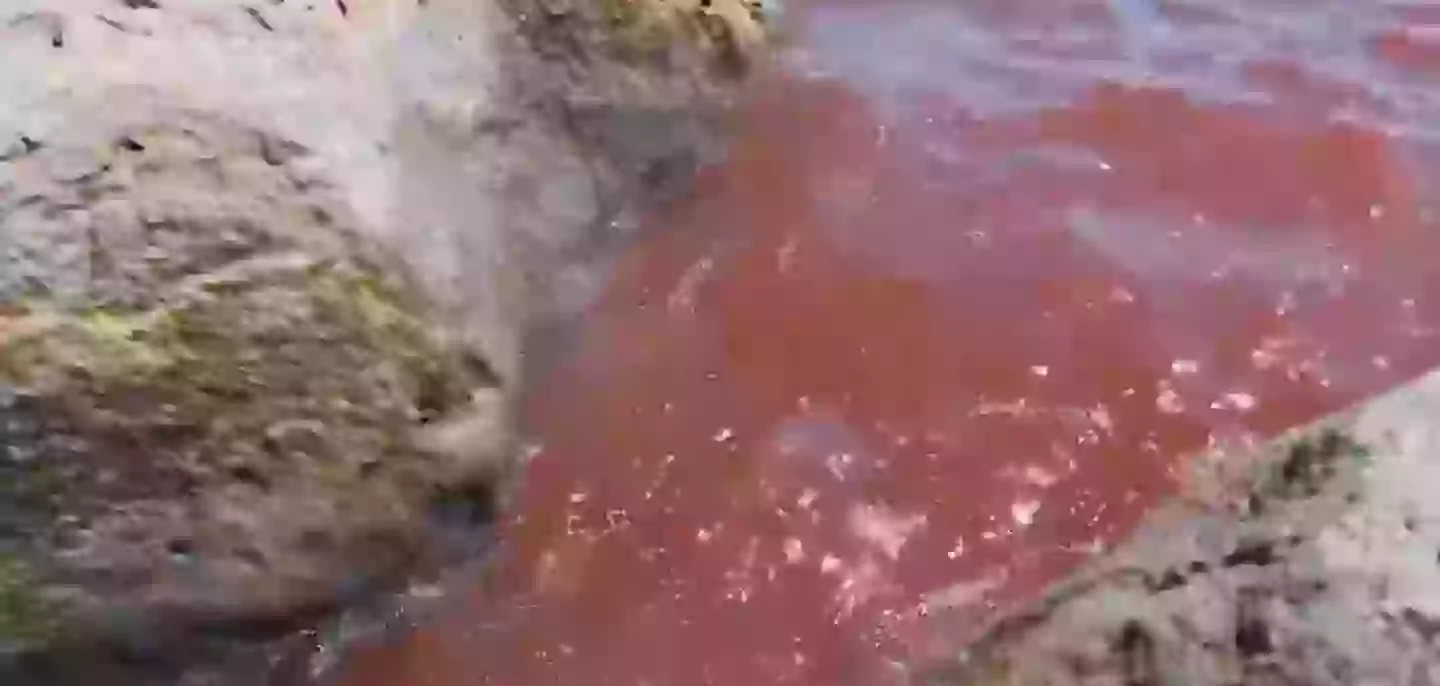 A video of the red lake has been going viral on X (Shiran Unger)
