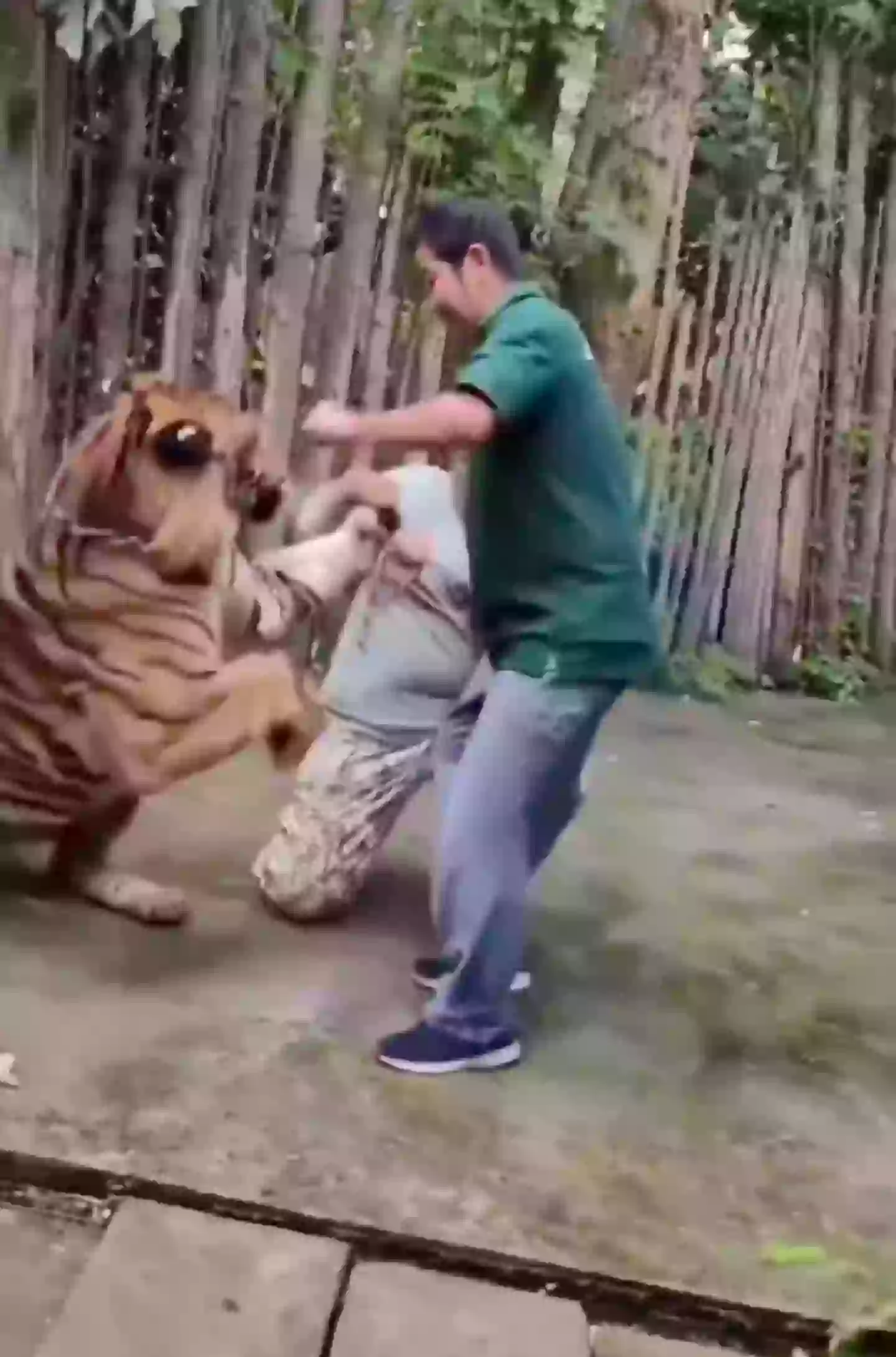 The incident has sparked discussions about animal welfare and safety at tourist destinations that allow animal-person interaction (X)