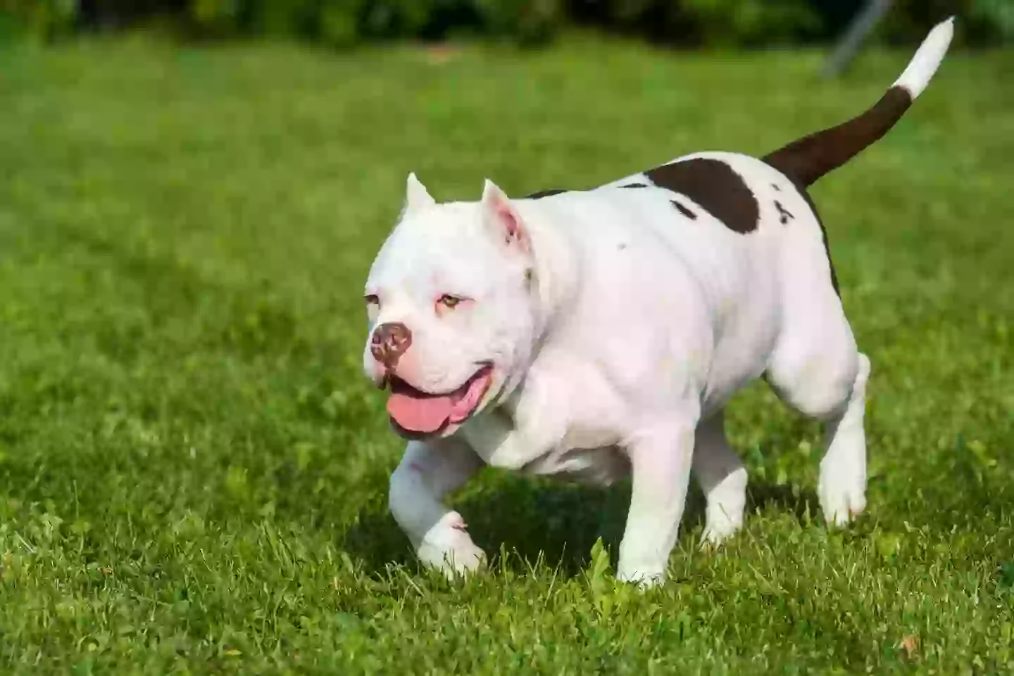 XL bullys will be banned by the end of the year.