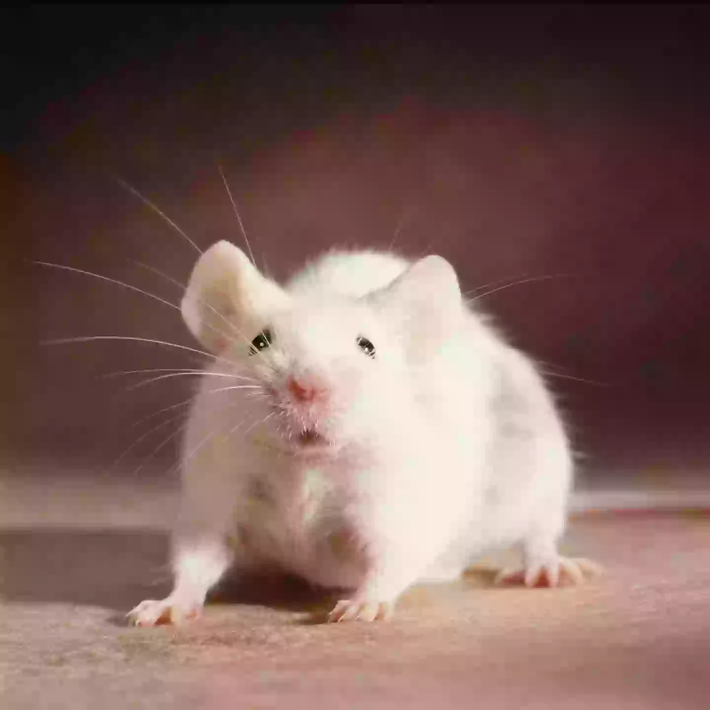 What happened to nine-month-old from one of the 'most unethical psychological experiments ever' 1 Watson used a white rat to condition a fear response in Little Albert (Getty Stock Image)