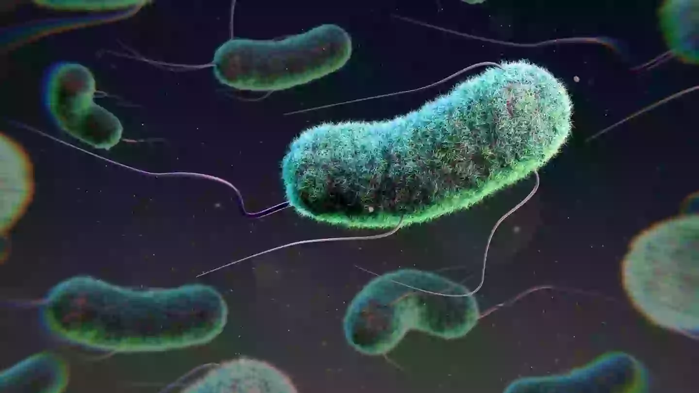 E. coli is a nasty bug (Getty Stock Image)